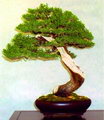 بونسای سرو نقره ای